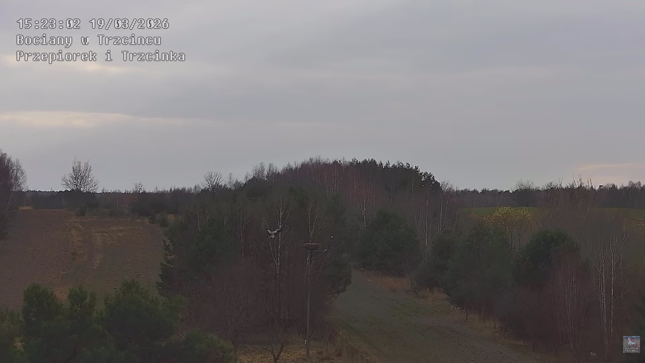 19032026 Powrót Przepiórka