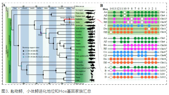 Molecular Biology and Evolution发布匙吻鲟基因组染色体图谱-3.png