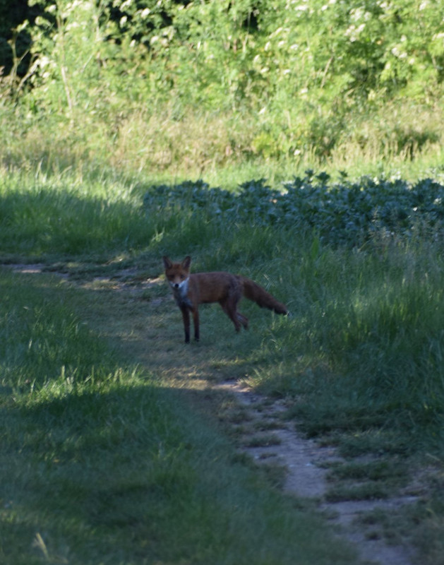DSC_0579