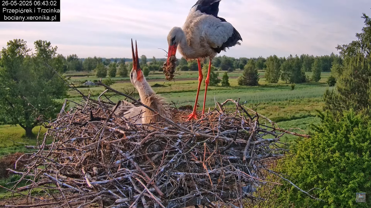 26052025bociany8