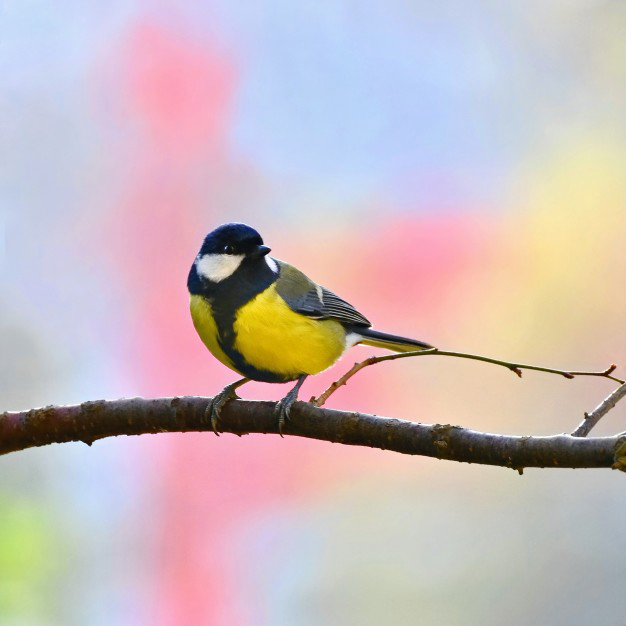 Pájaro