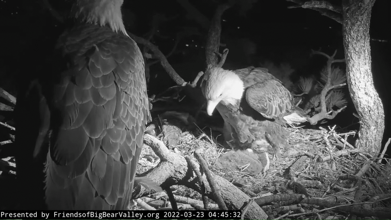 Webp.net-gifmaker (3)