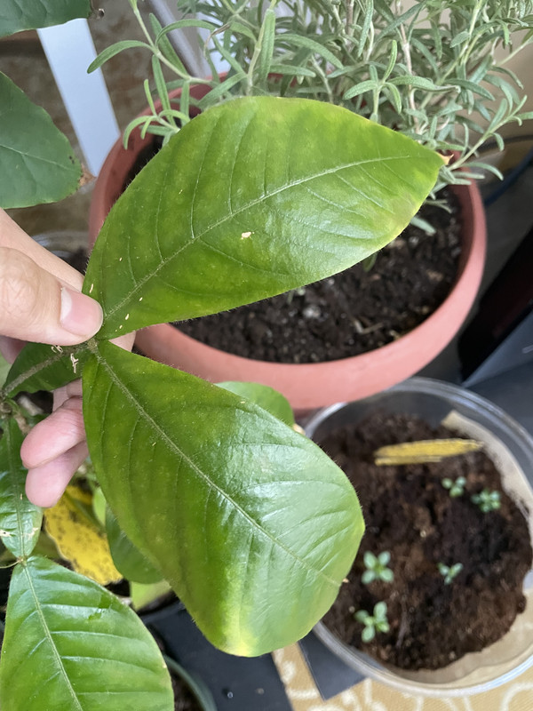 5A78B657-4129-401B-91F0-1B3FA5036927