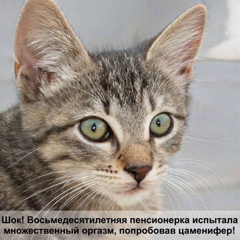 порода кошек с коротким хвостом