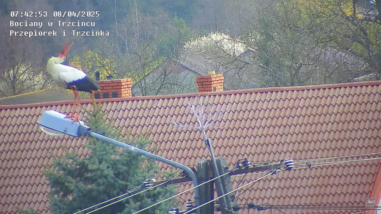 08042025bociannalatarni_9