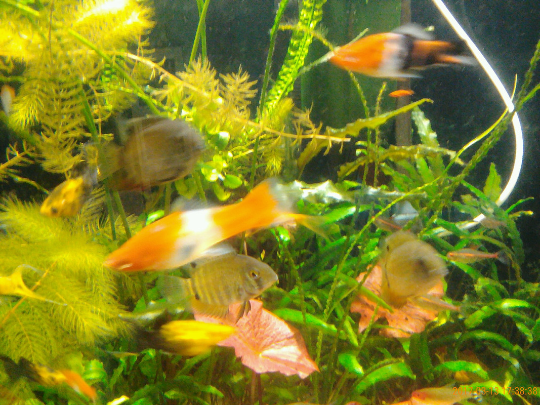 Lenovo_A1000_IMG_20170313_173837