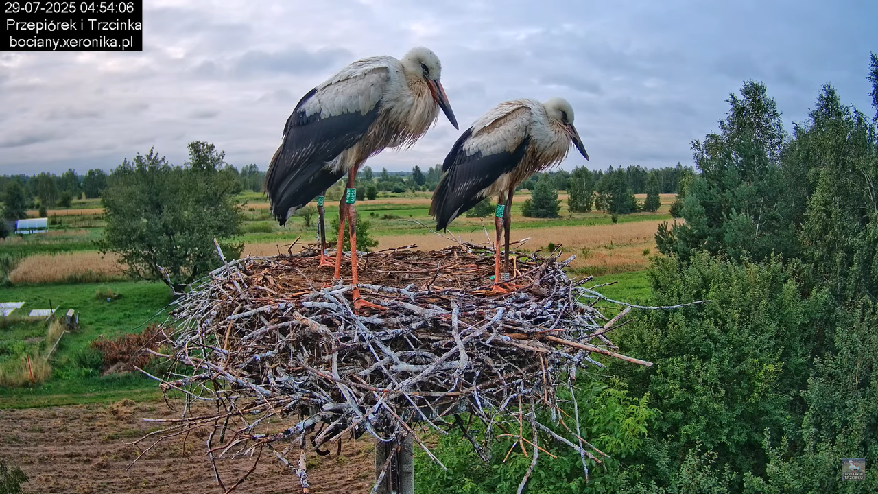 29072025bociany1