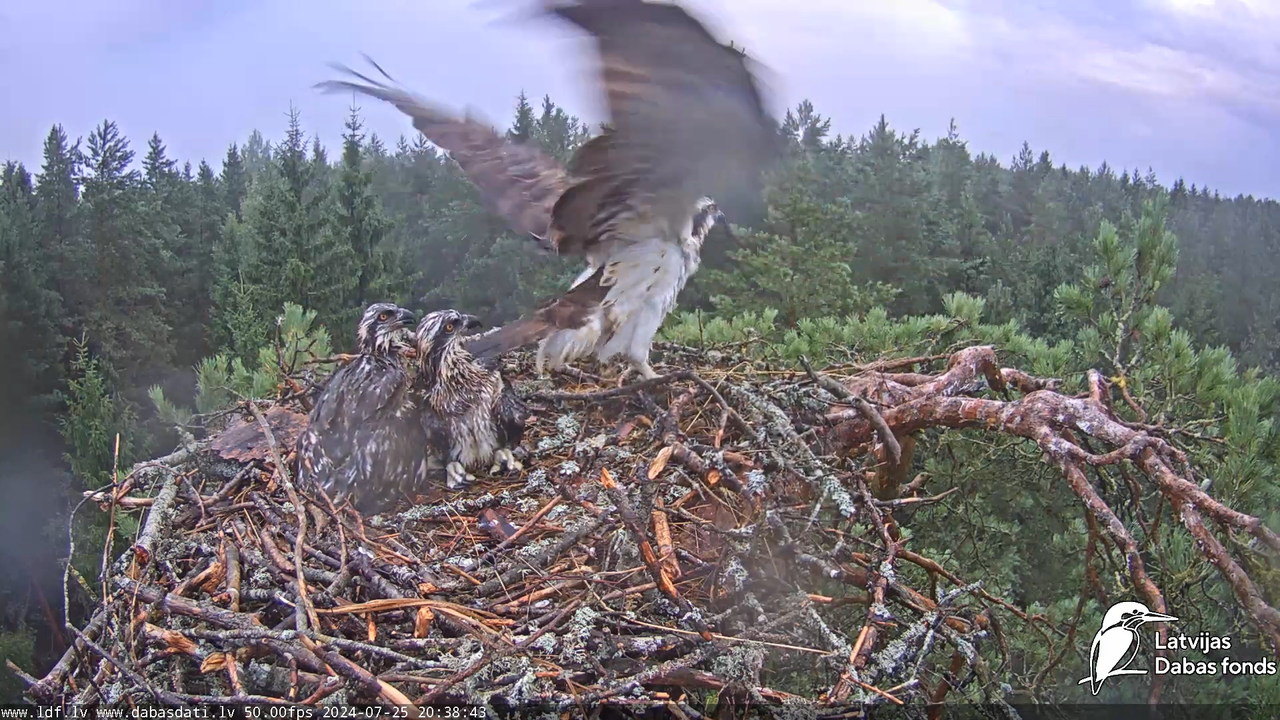 Zivju ērglis (Pandion haliaetus) Kurzemē - LDF tiešraide 15-50-43 screenshot
