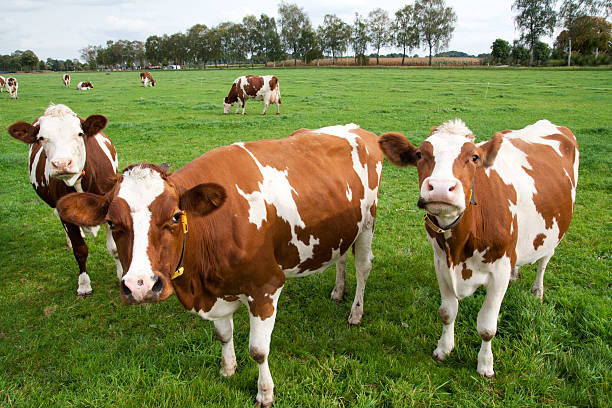 Dairy Cow BDF-002