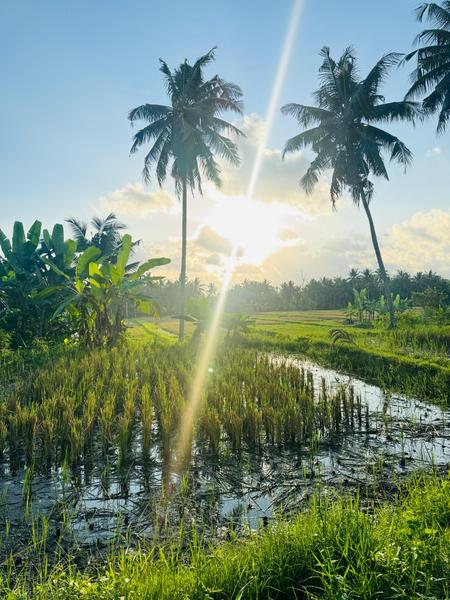 6 Aviones, 3 barcos y 2 trenes, empezando en Estambul y terminando Kuala Lump - Blogs de Indonesia - TERCERA PARADA: BALI (18)
