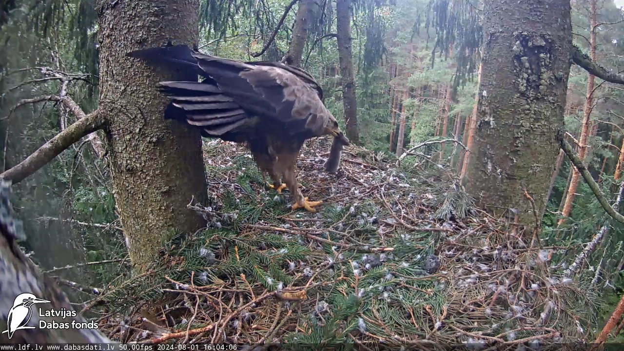 Mazais ērglis (Clanga pomarina), ligzda eglē __ Lesser spotted eagle in spruce, Zemgale, Latvia 17-4