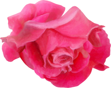 Rose19