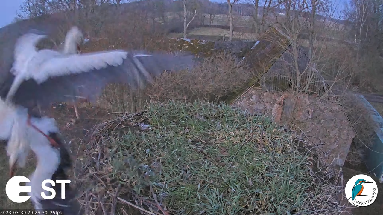 Baltie stārķi (Ciconia ciconia) Tukuma novadā - LDF tiešraide __ White storks in Tukums, Latvia 14-3