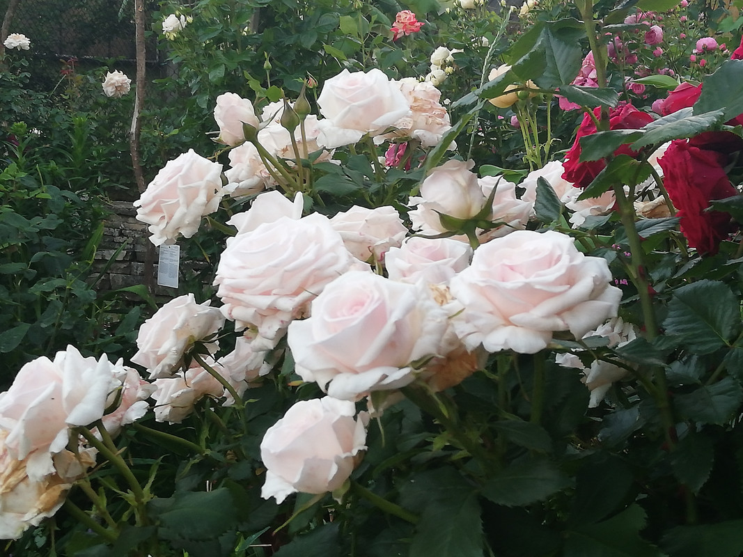 IMG_20190608_205557