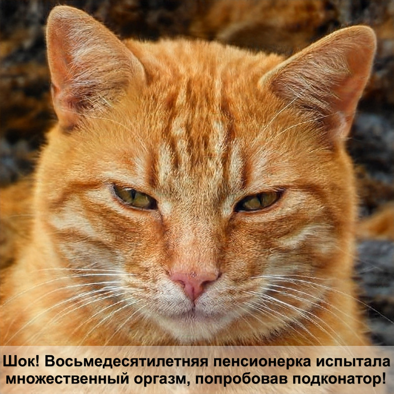 лысая кошка линяет