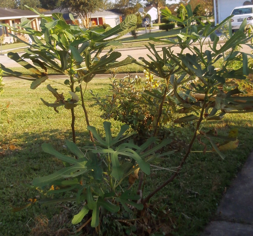 fig-frui-long-fron5t