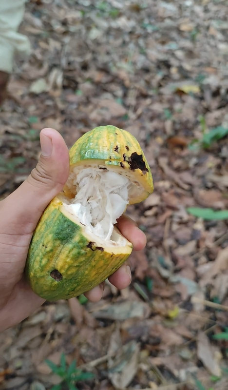 Cosecha de Cacao Beni