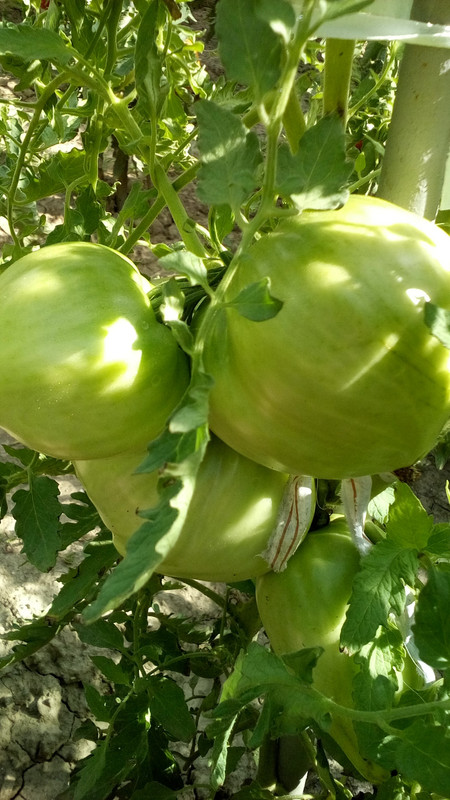 20180715_165536