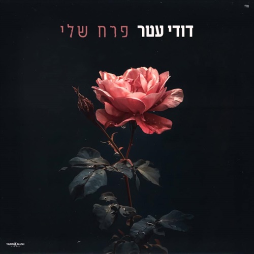 תמונה