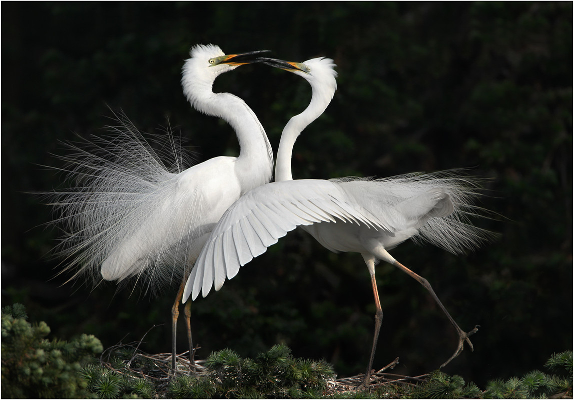 ChanKwokHung_ShallWeDance-(1)