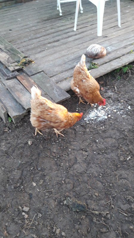 [Image: 20210301-080130.jpg]