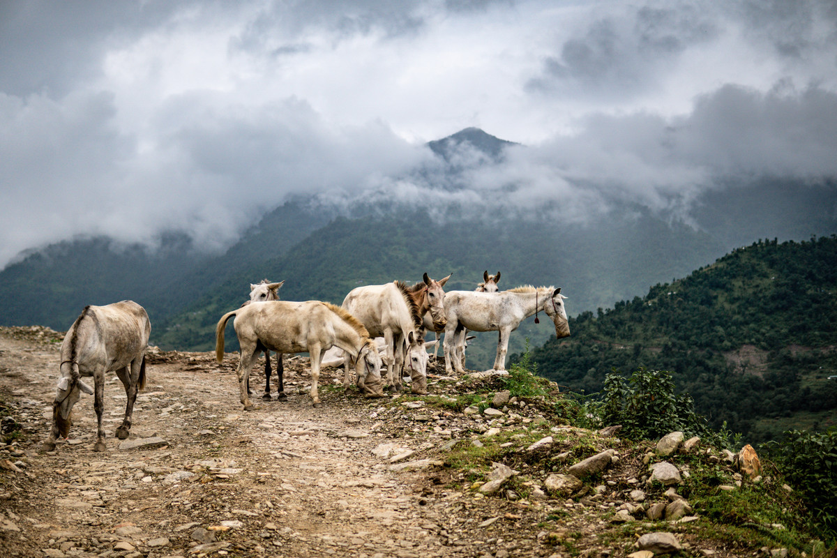Witte paarden op een bergweg in Nepal met uitzicht op andere bergen