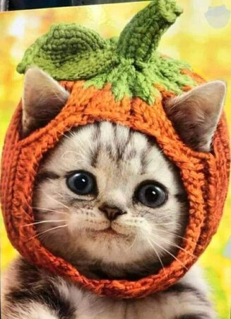 Fall-Cat-Pumpkin-hat