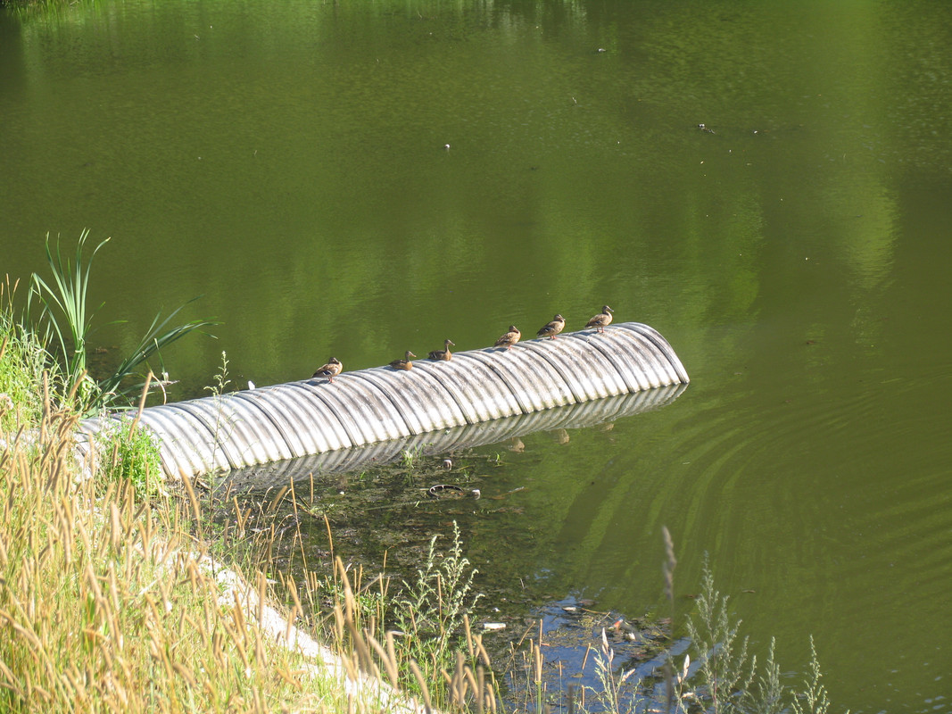 21 Июля 2024 033