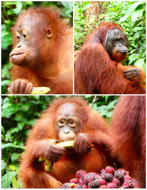 Indonesia 2023 (Borneo - Bali - Gili) - Blogs de Indonesia - --DÍA 4 (20 junio): Segundo día en Borneo (2)