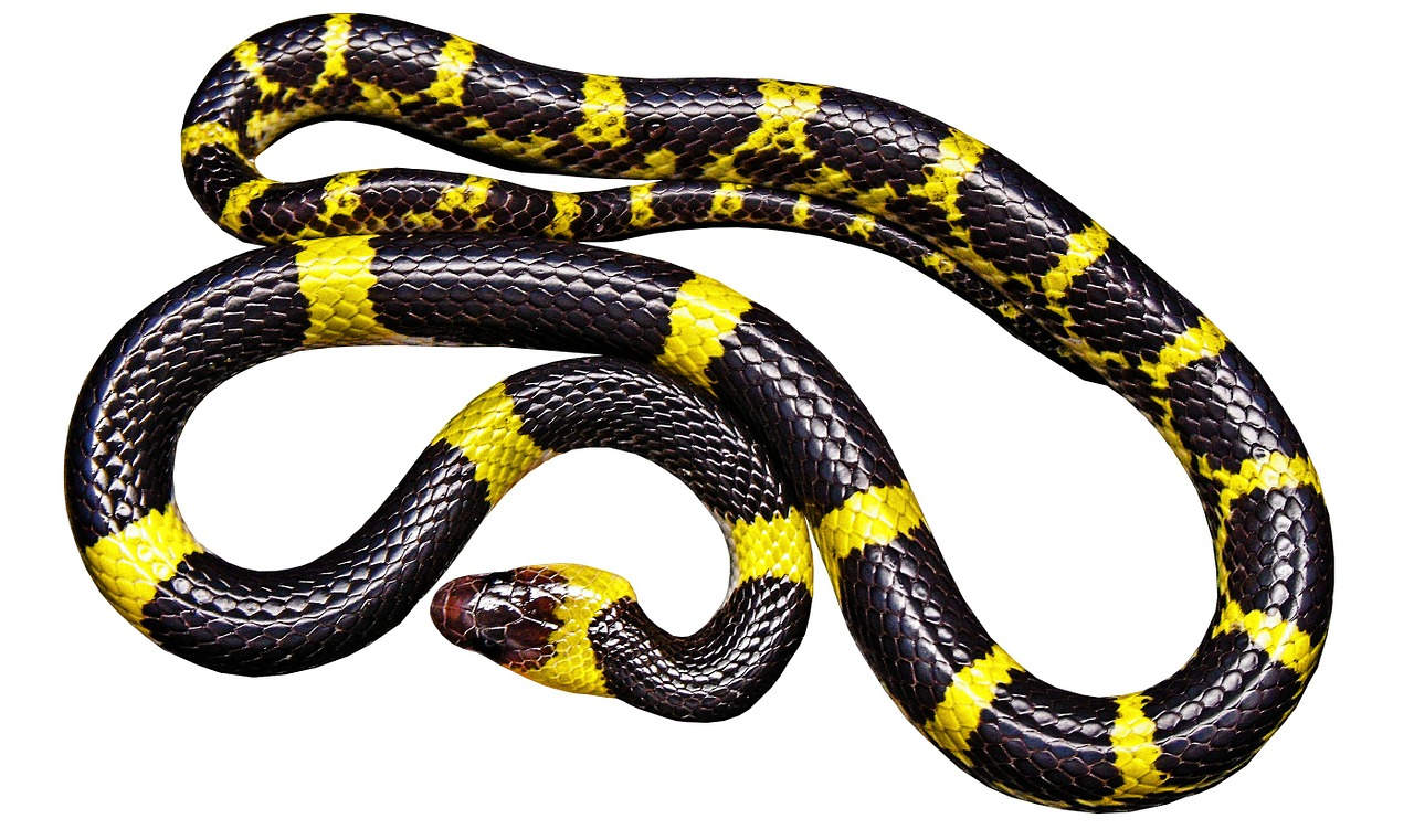 yellow-snake-new.jpg