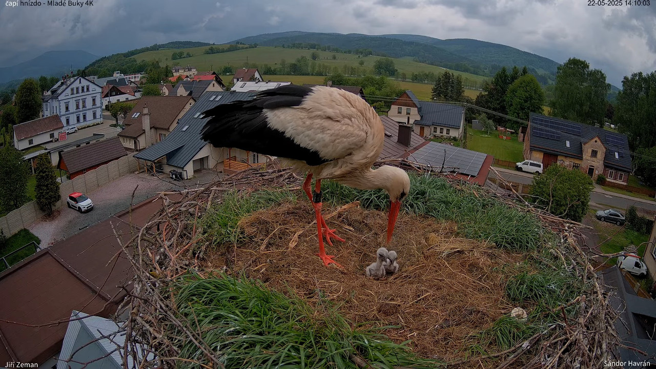 Tiešraides kamera — Mladé Buky — stārķa ligzda 4K 8-15-53 screenshot