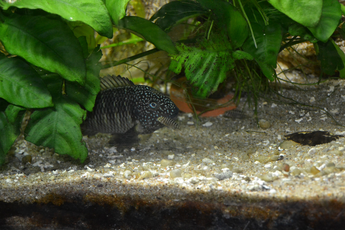 Murago femelle bébés 10