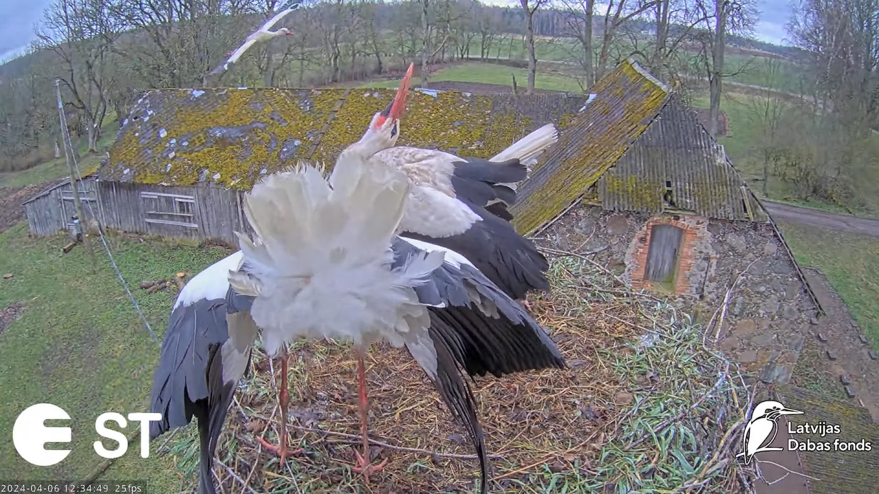 Baltie stārķi (Ciconia ciconia) Tukuma novadā - LDF tiešraide __ White storks in Tukums, Latvia 15-3
