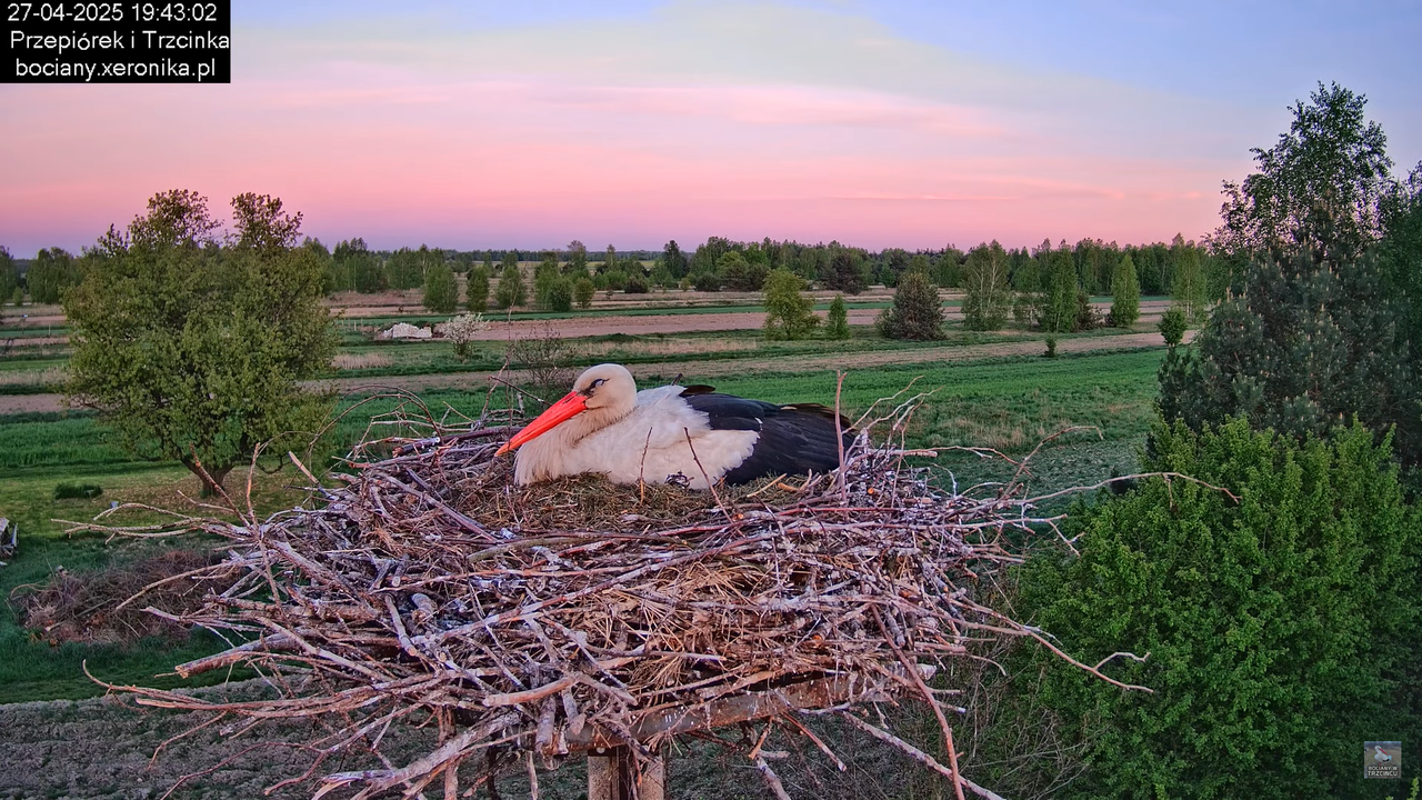 27042025bociany22