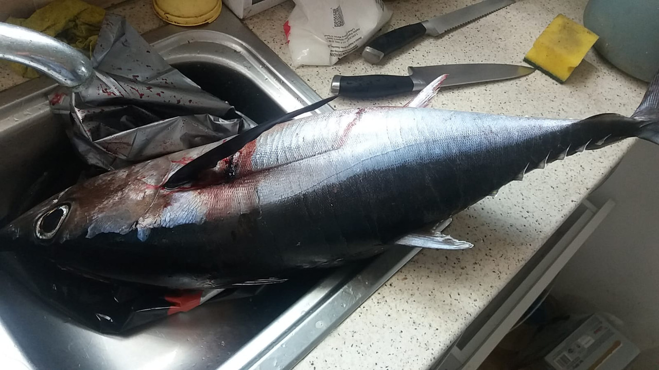 tuna