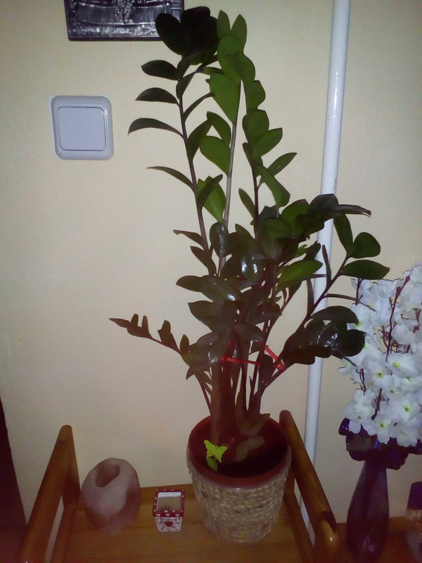 IMG_20210413_175007[1]