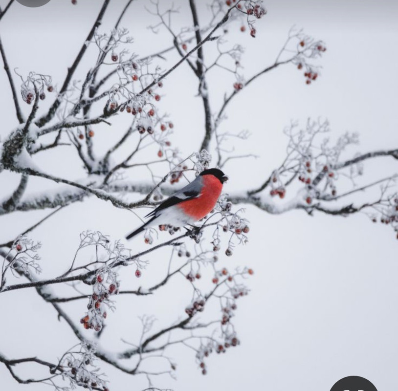 Screenshot_20240125_120940_Pinterest