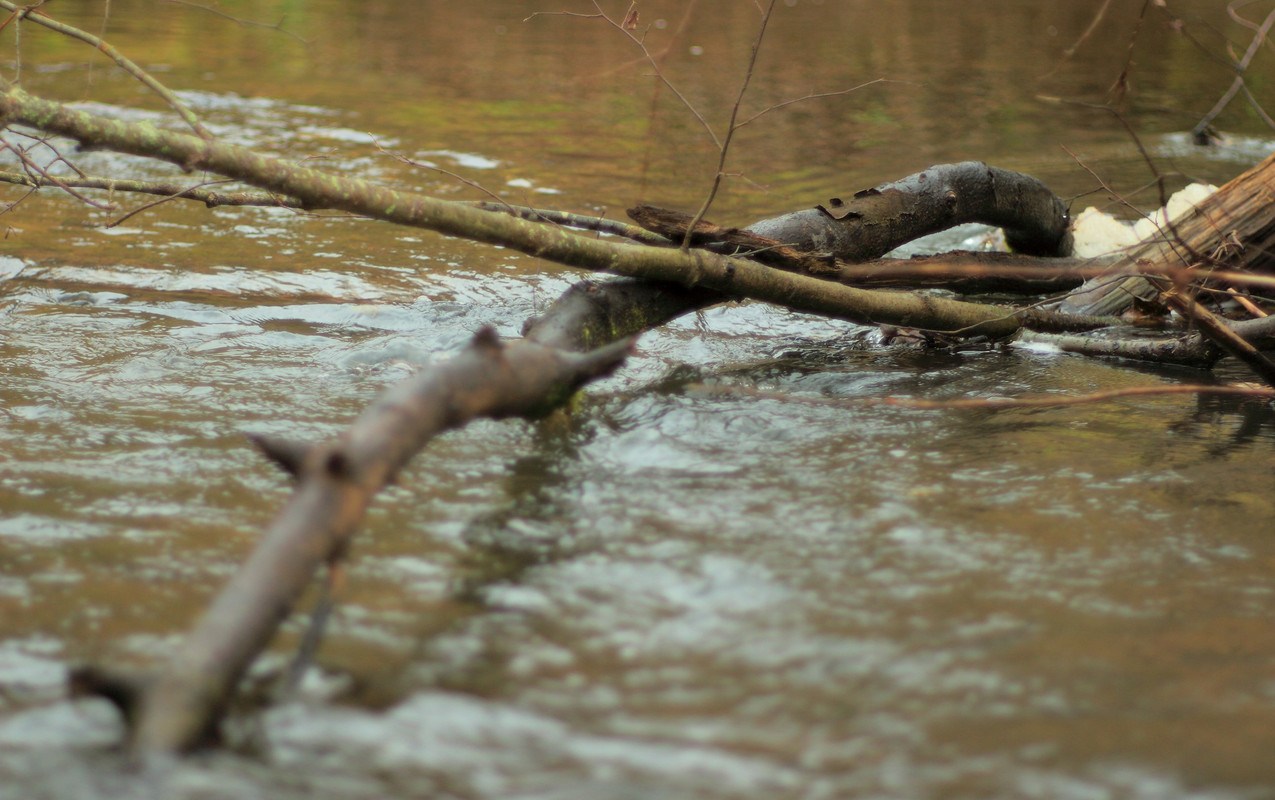 IMG_6640 (2592 x 1626)