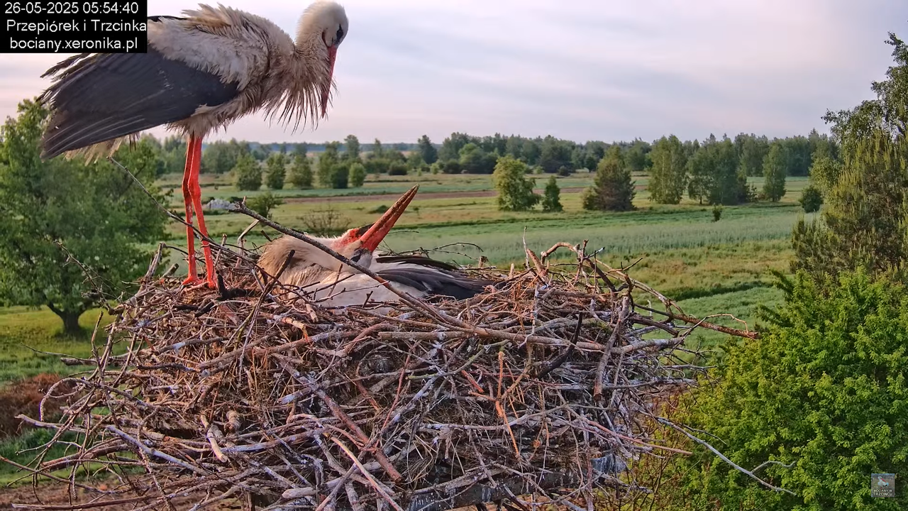 26052025bociany3