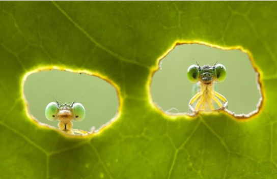 comment image