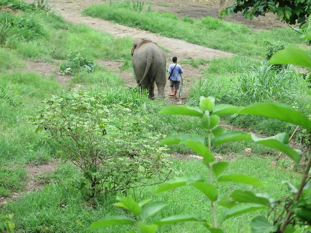 TAILANDIA Y CAMBOYA POR MENOS DE 1000€, VIAJE MARCA DE LA CASA - Blogs de Tailandia - Día 7 - Chiang Mai: Woody Elephant, Tiger Kingdom y Night Market (1)