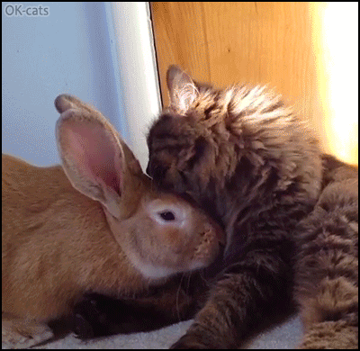 Cute-Cat-GIF-Affectionate-Cat-and-big-bunny-are-best-friends-It-s-grooming-time-don-t-move.gif