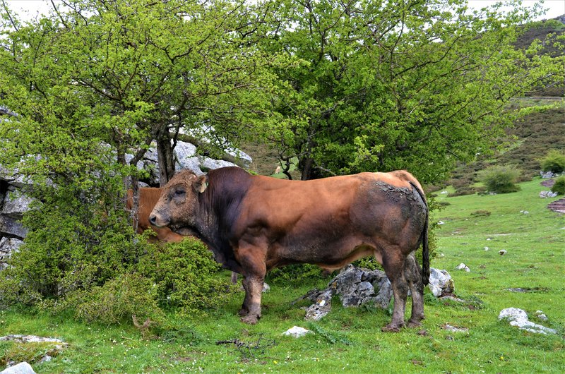 PICOS DE EUROPA-16-5-2013-LEON/ASTURIAS/CANTABRIA - Paseando por España-1991/2016 (20)