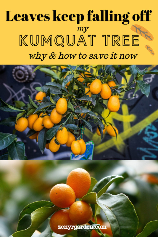 leaves-falling-off-kumquat-trees.jpg