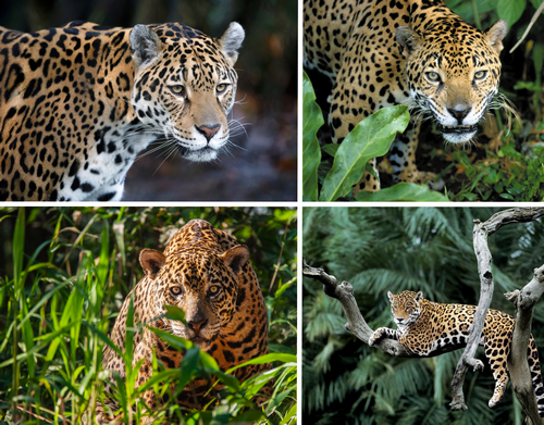 https://i.postimg.cc/dVQkx9z6/jaguar.png