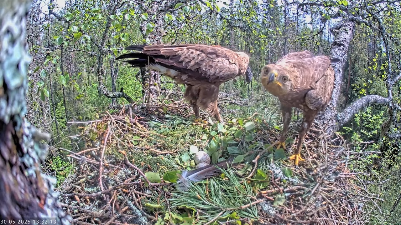Väike-konnakotkas __ Clanga pomarina __ Lesser Spotted Eagle 13-47-53 screenshot