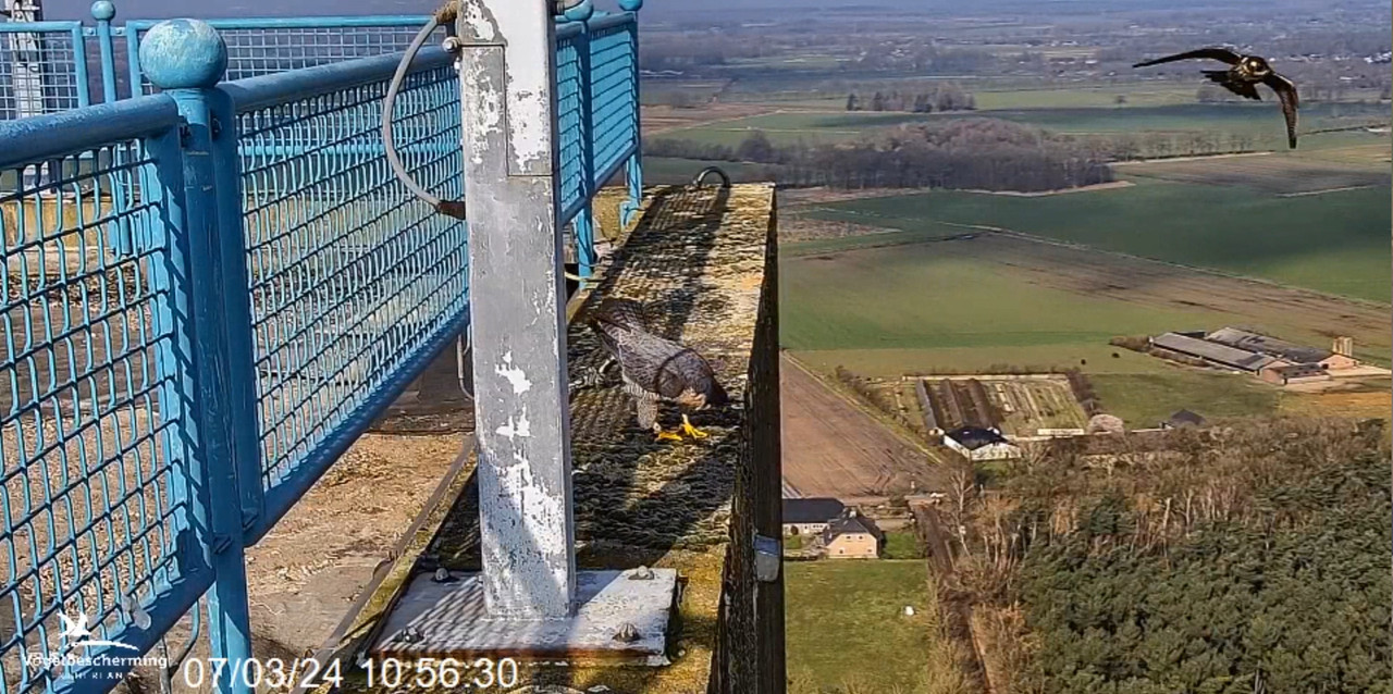 screenshots VWGGemert/Vogelbescherming Nederland. 2024-03-07-105949