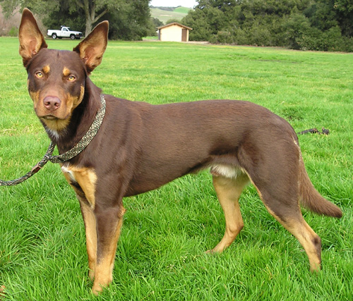https://i.postimg.cc/dVSbSW37/ausztral-kelpie.jpg