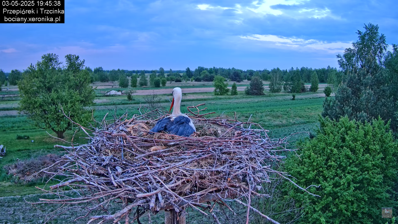 03052025bociany26