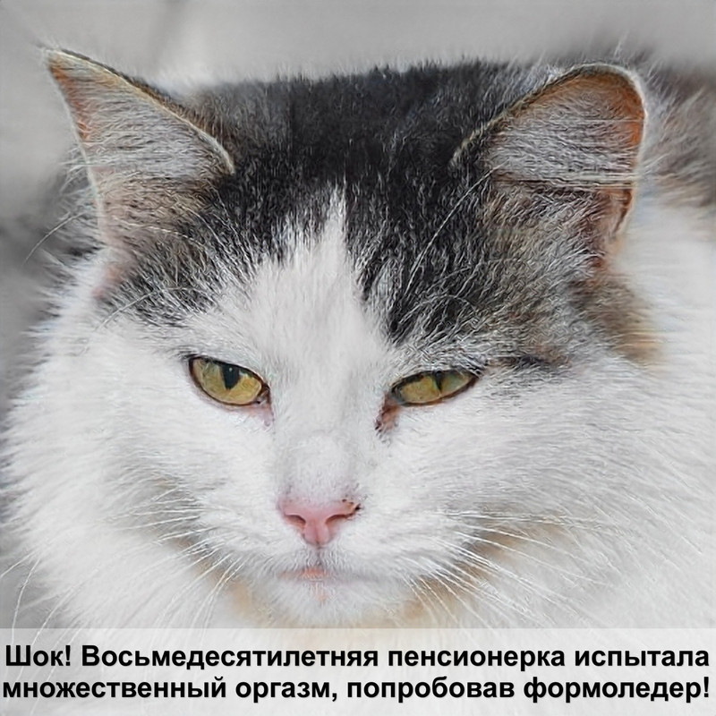 кошка ест свою шерсть